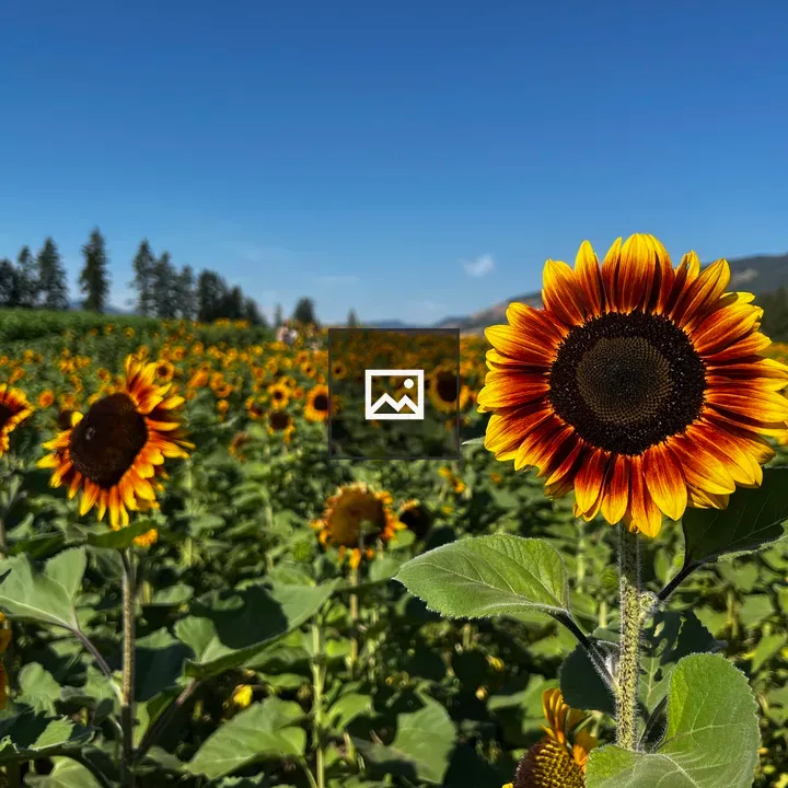 Sunflower Field at Farm
