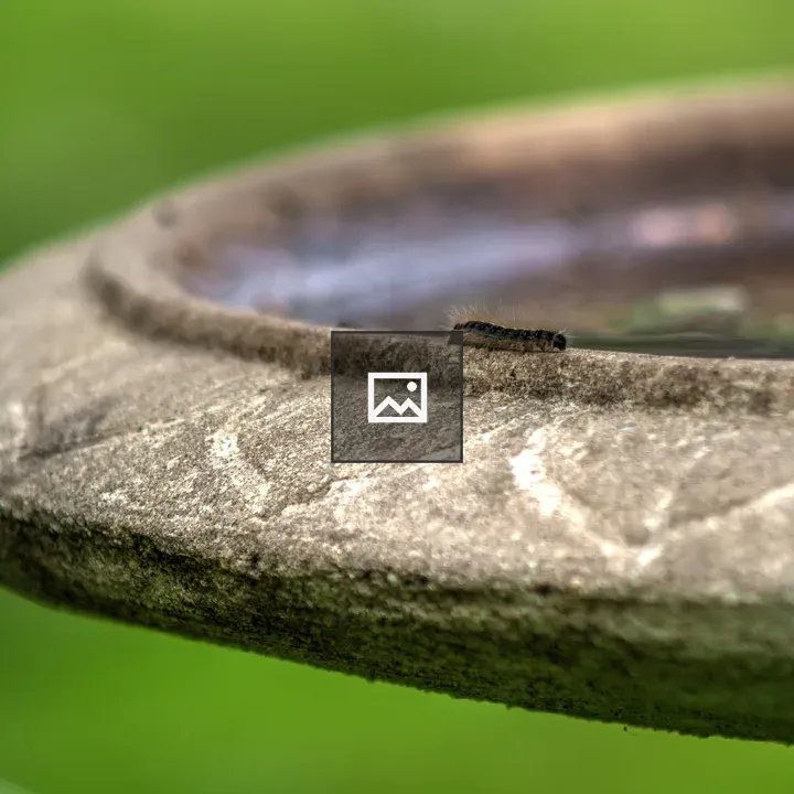 Gypsy Moth Caterpillar by Bird Bath