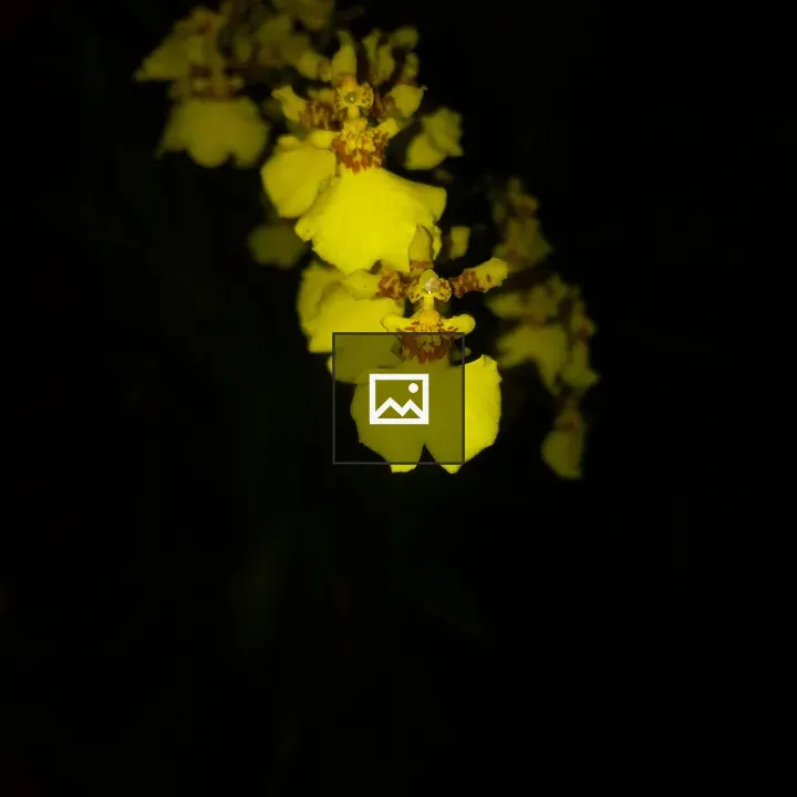 Yellow dancing lady orchids