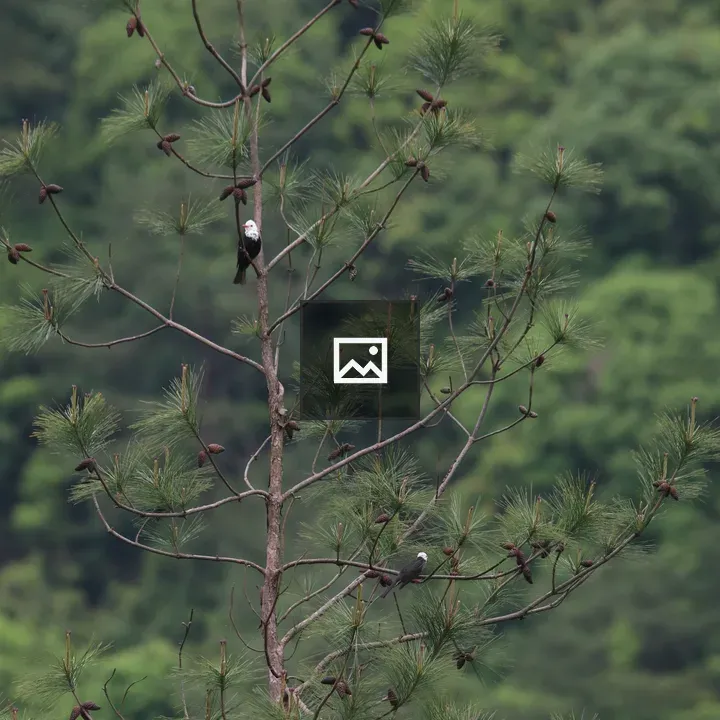 Two black bulbuls on a pine