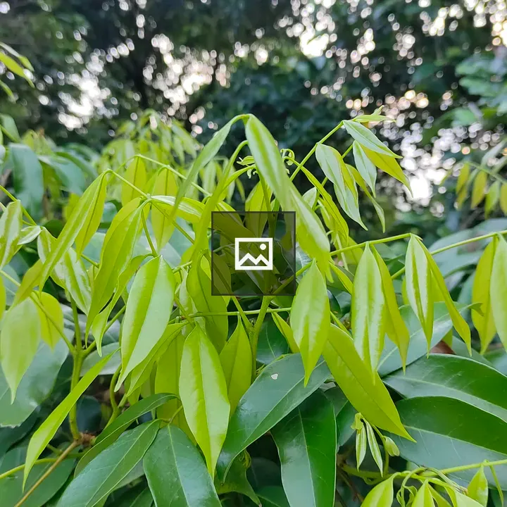 Lush Green Plant and Tall Tree