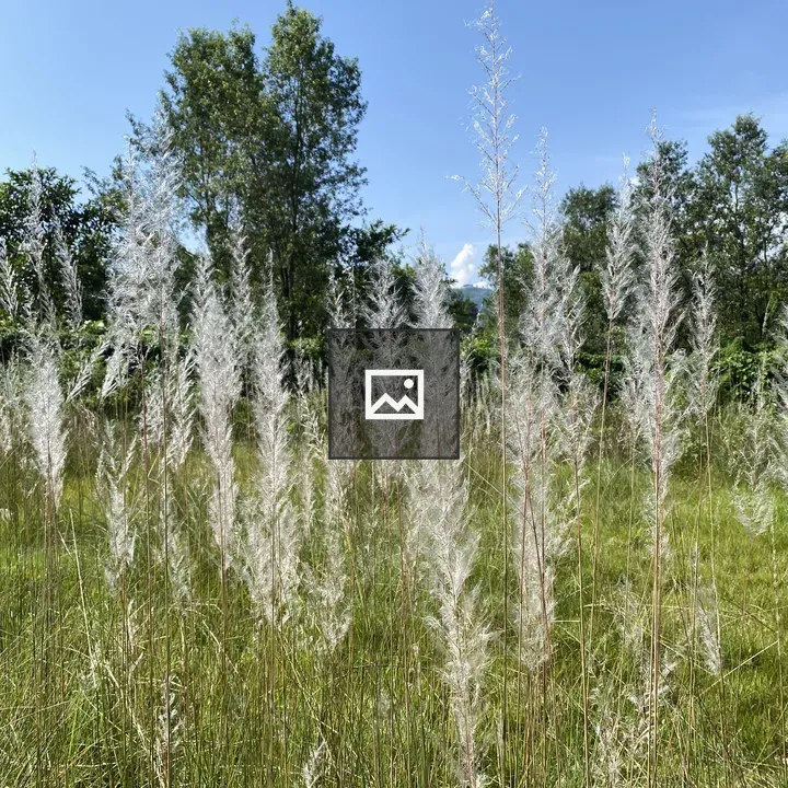 Field of tall grasses