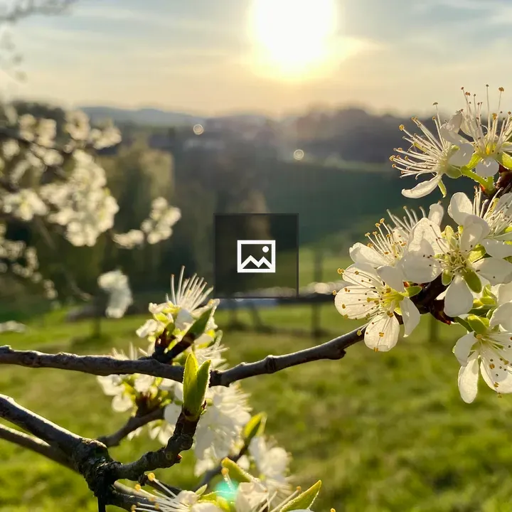 Tree blossoms at sunset