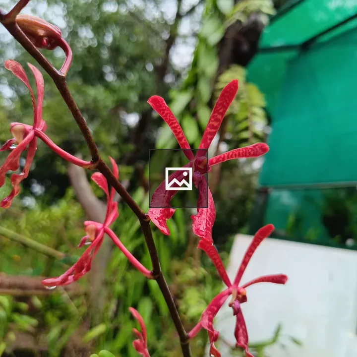 Portrait of a Malabar Flower