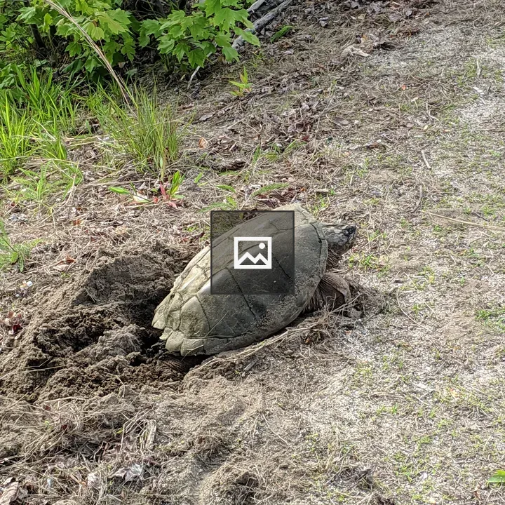 Common snapping turtle laying eggs