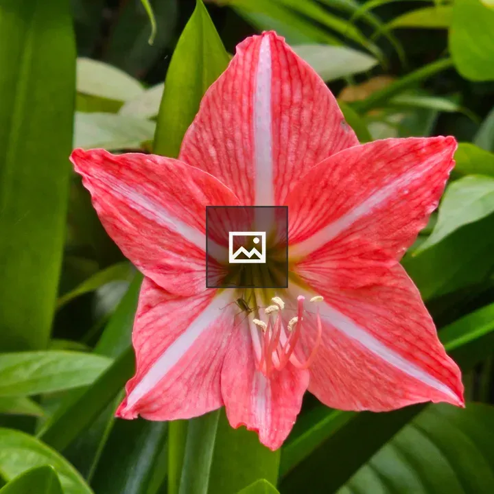 Striped Barbados Lily