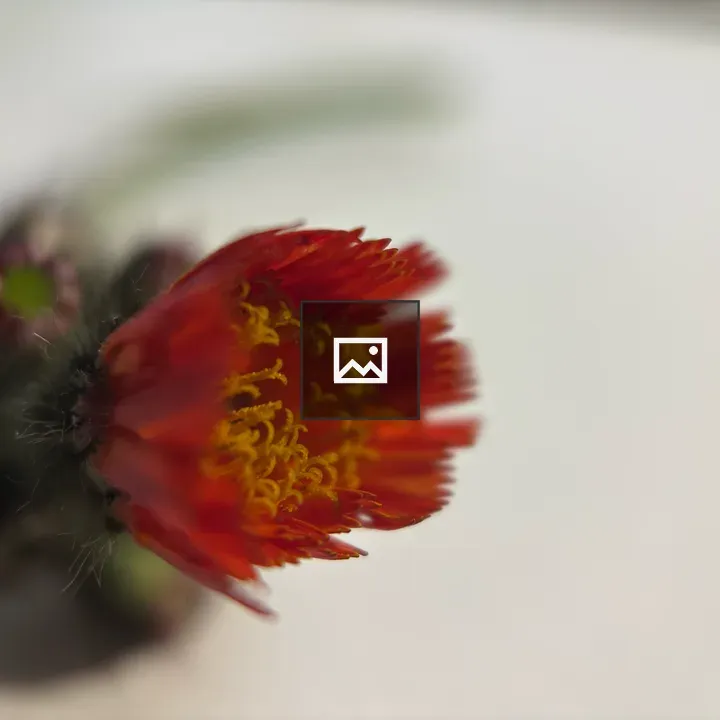 Hawkweed Blossom Closeup