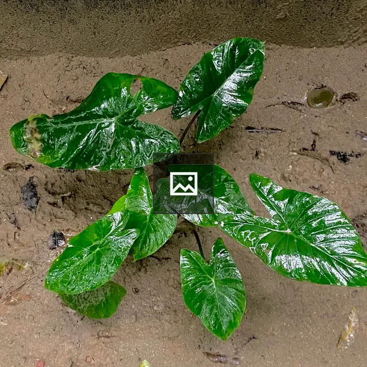 Green Leaves Cluster
