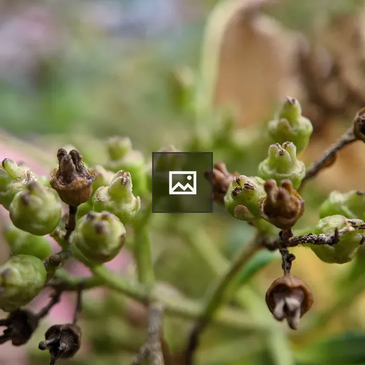Seed pods