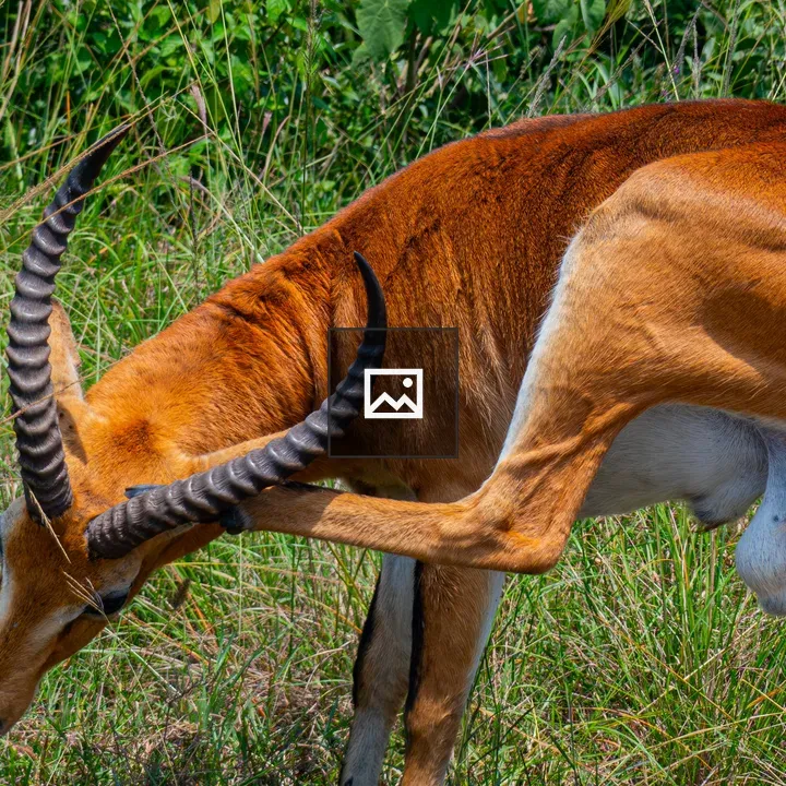 Uganda Kob in mid-leap