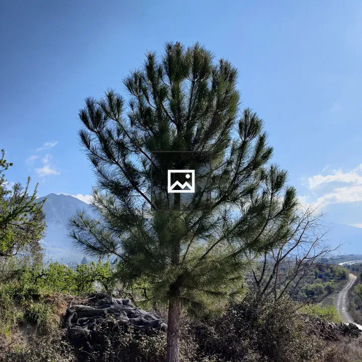 Pine tree