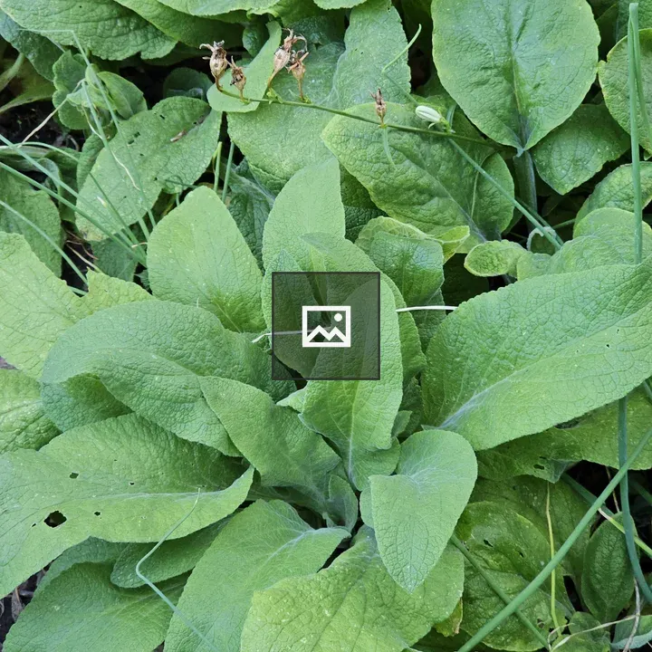 Comfrey Leaves Patch