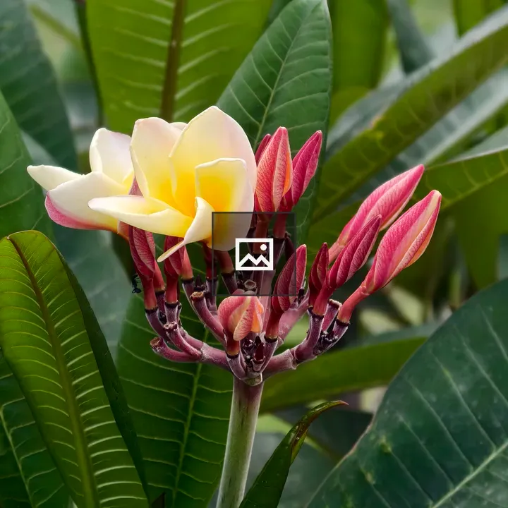 Frangipani Flowers Close-up