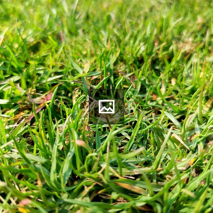 Close-up Grass with Brown Leaves