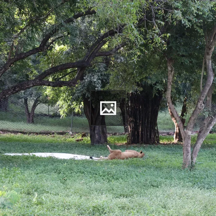 Lion Resting on Grass Under Trees