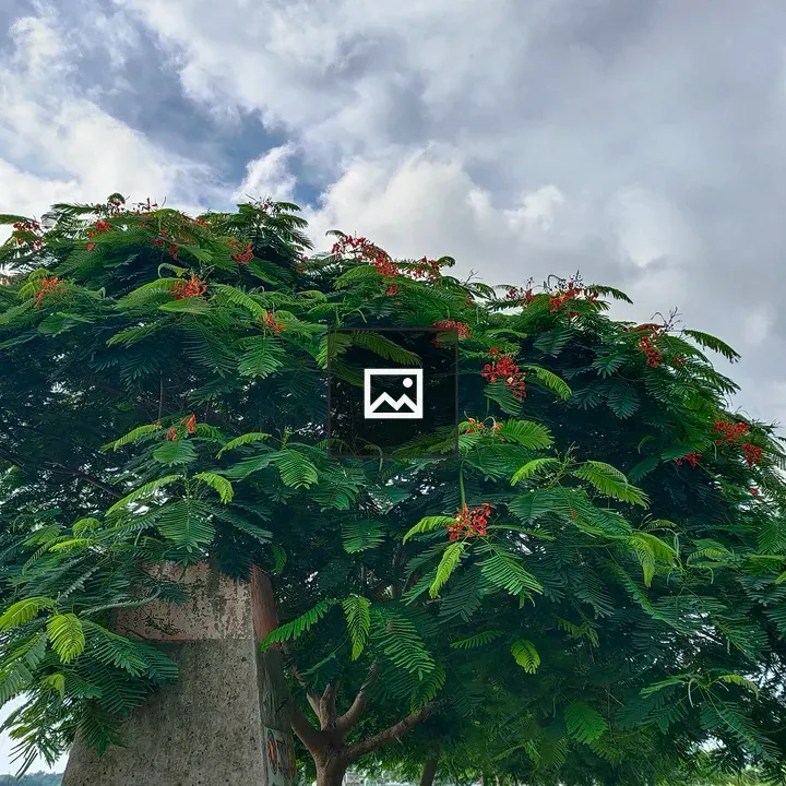 Tree with red flowers and green leaves