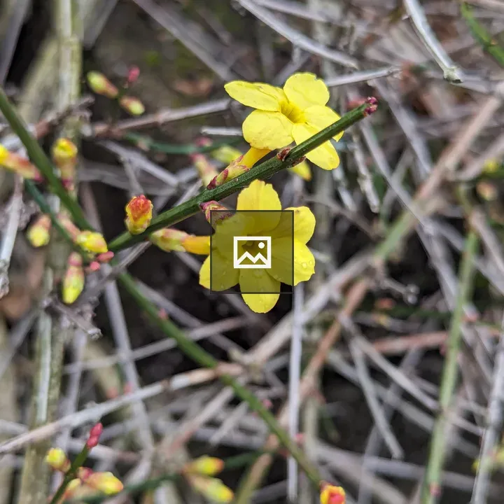 Small yellow flower with buds