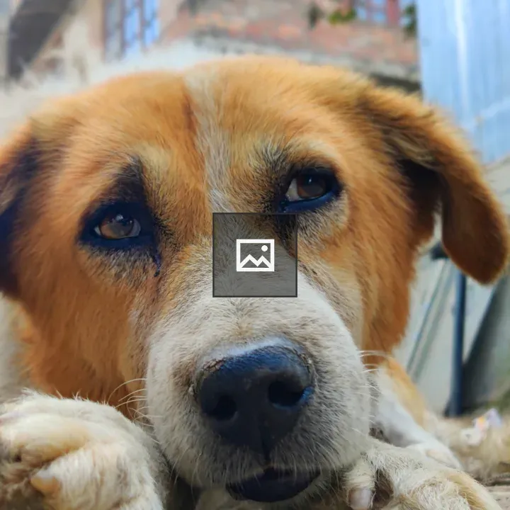 Dog Awaiting Meal Portrait