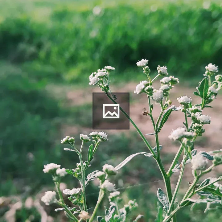 Flowers in Nature Scene