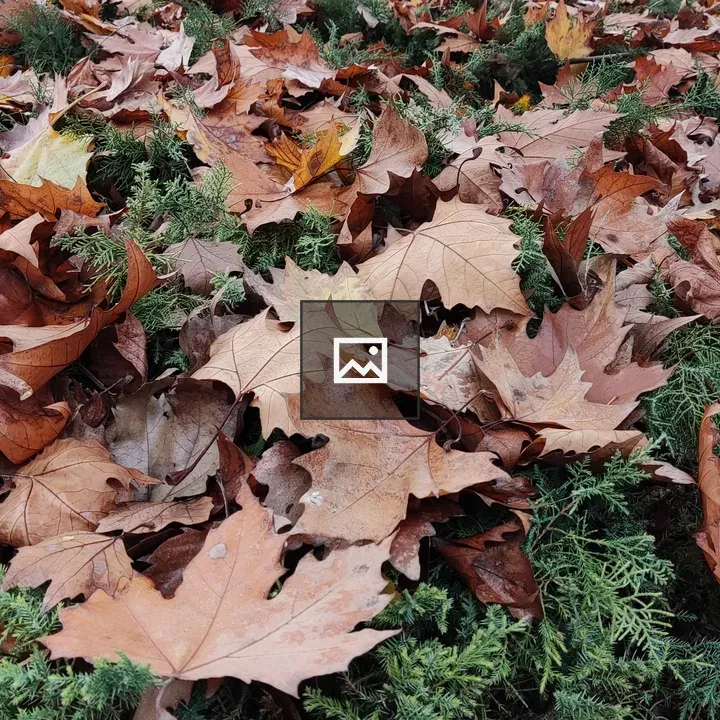 Fallen autumn leaves