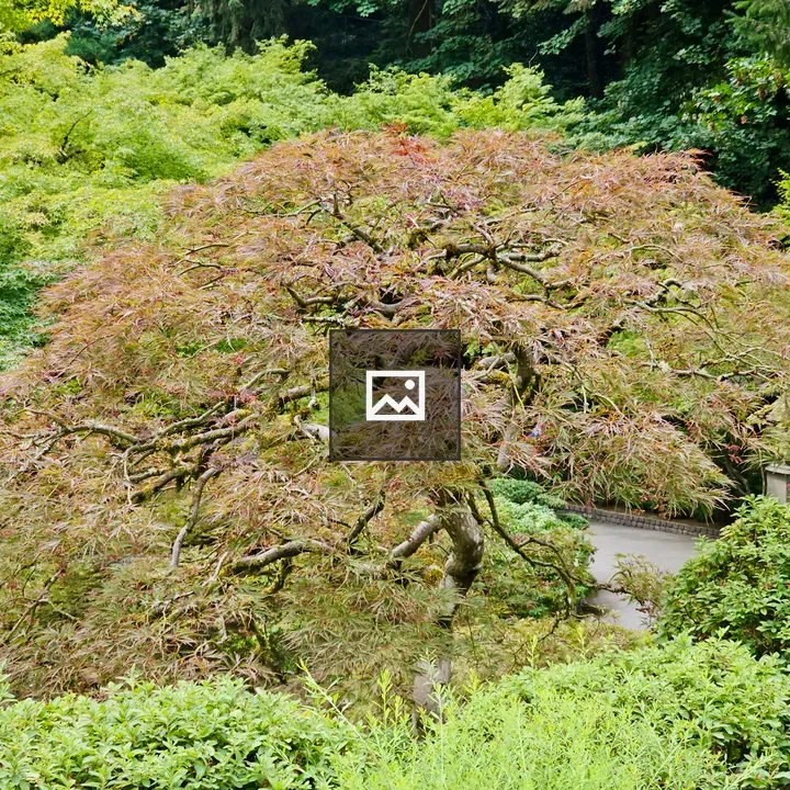 Japanese maple tree with red and green leaves