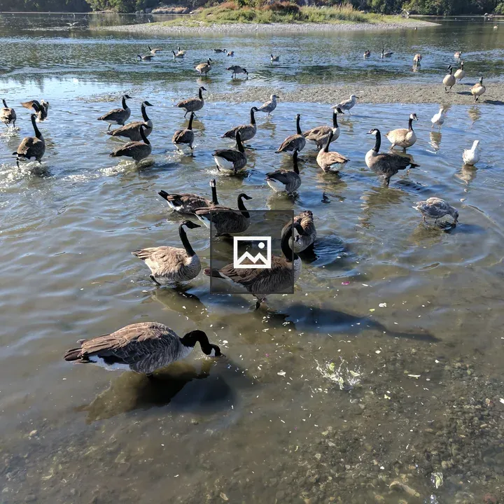 Geese at Esquimalt Lagoon