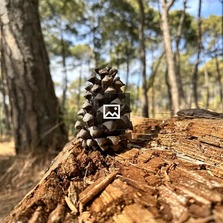Pine cone on log