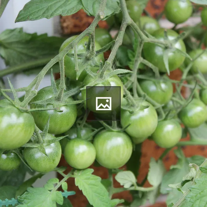 Unripened green tomatoes on vine