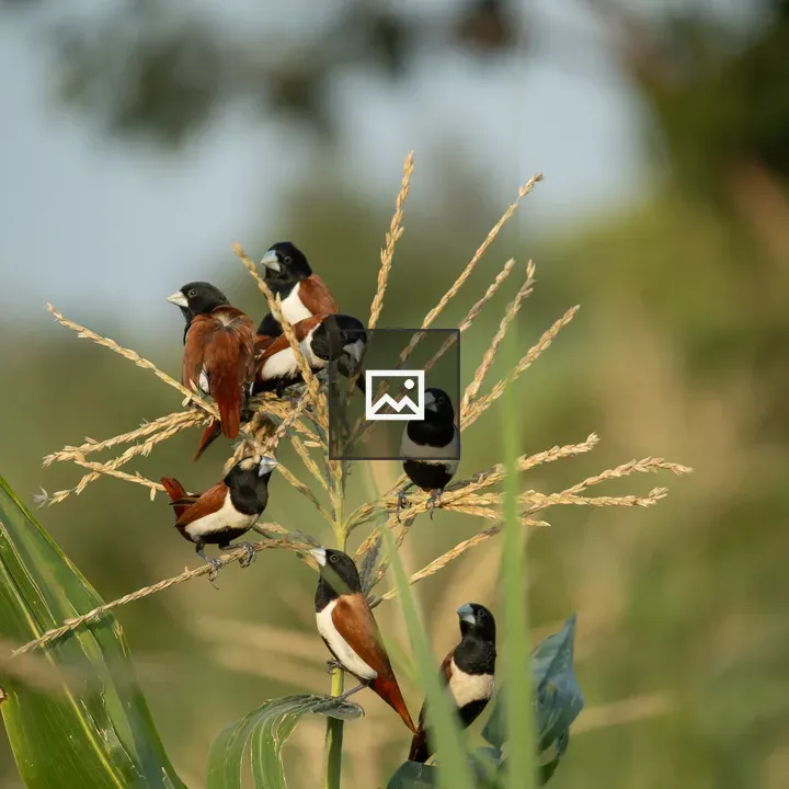 Tricoloured Munia Flock