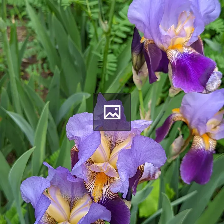 Pink, Purple and Yellow Flowers