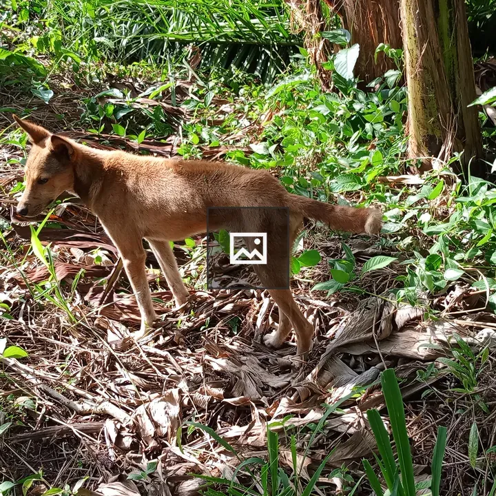 Small Brown Dog in Green Setting