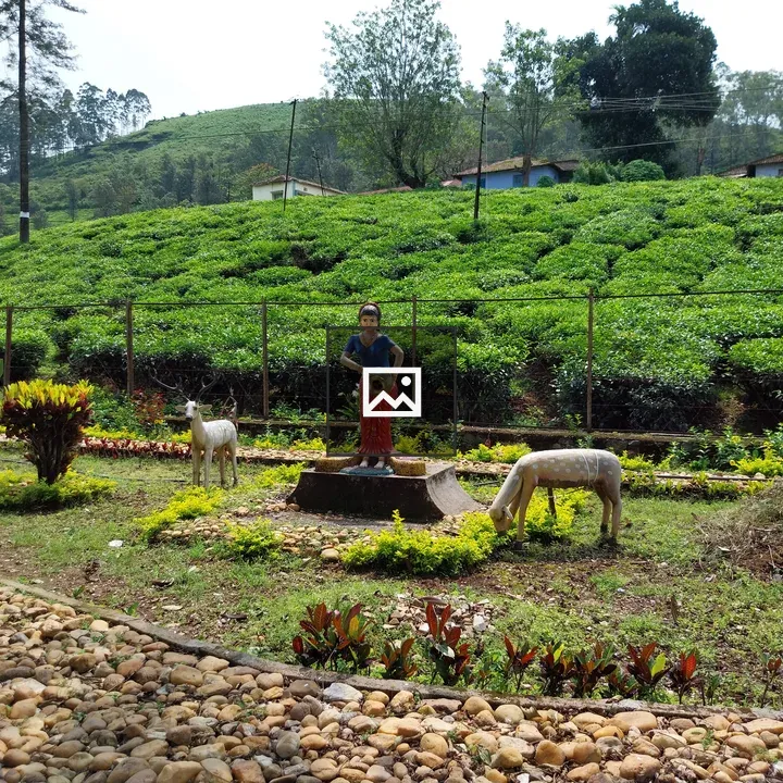 Park by a tea plantation