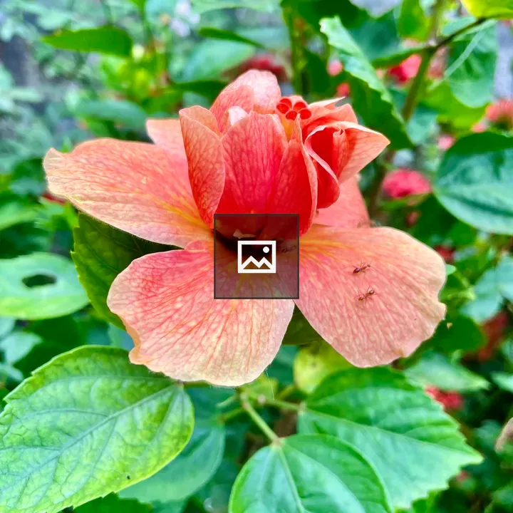 Peach Hibiscus Flower