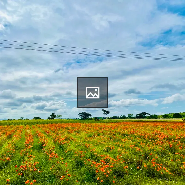 Marigold Fields in Karnataka