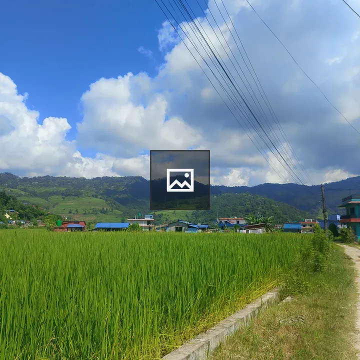Rice fields under blue sky