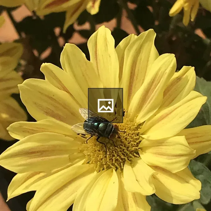Fly in a yellow flower