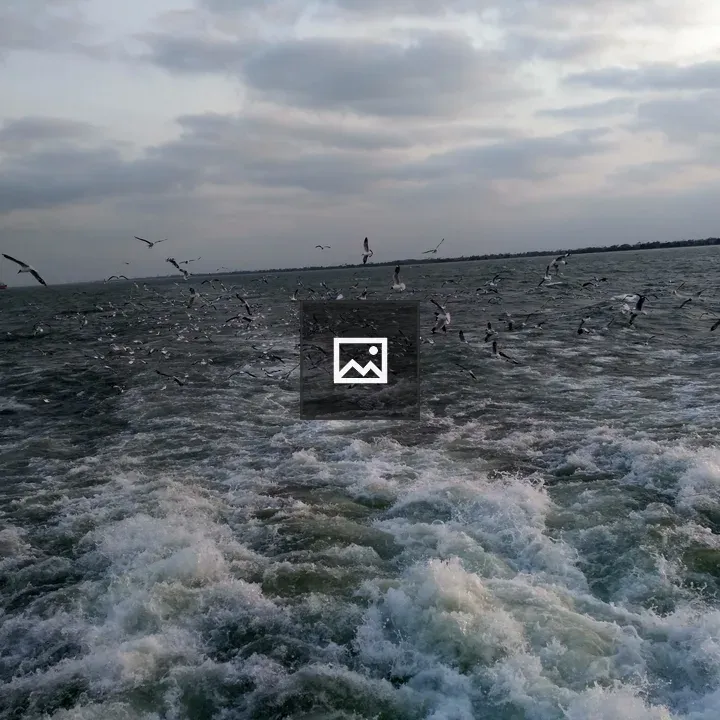 Seagulls Over Water Scene