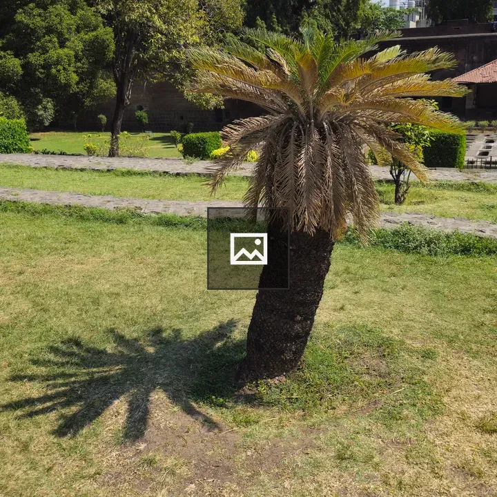 Small Palm Tree Shadow