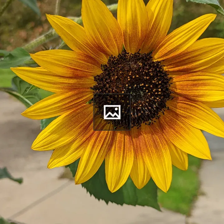 Sunflower in Portrait