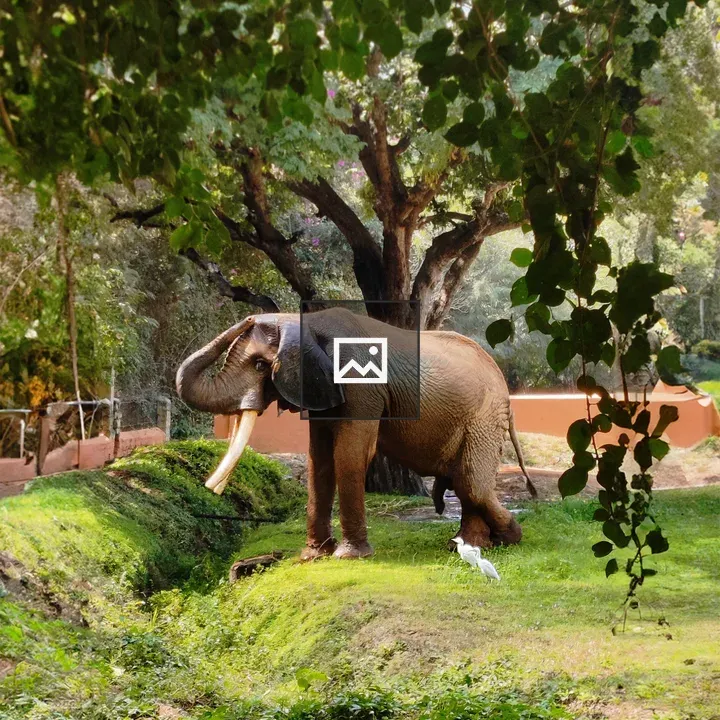 African elephant at Mysore Zoo
