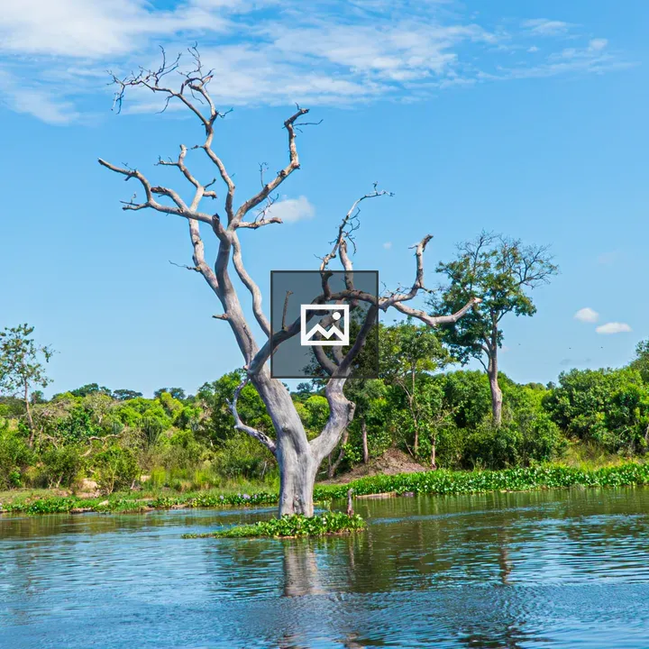 Leafless tree in Nile waters