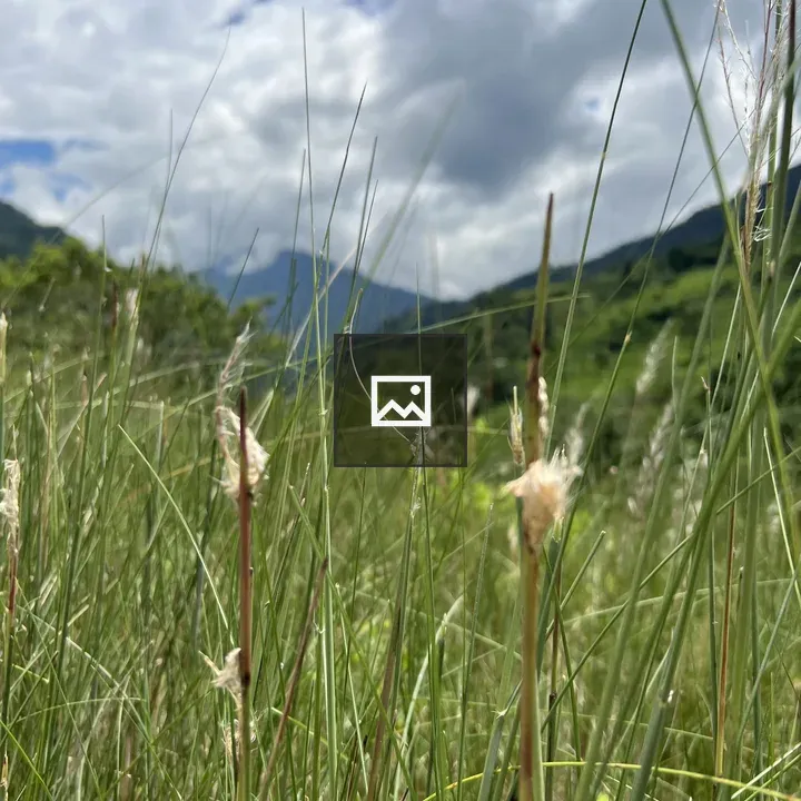 Tall grasses and mountains