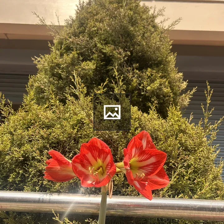 Amaryllis in Red and White