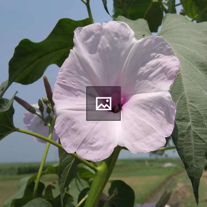 Morning Glory Close-Up
