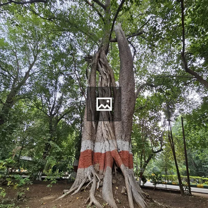 Ficus Religiosa Tree Trunk