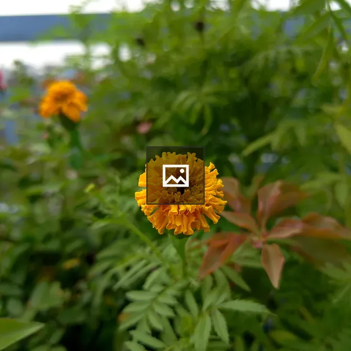 Marigold in Focus