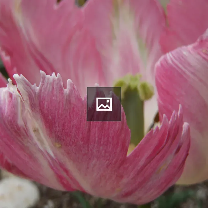 Ragged tulip