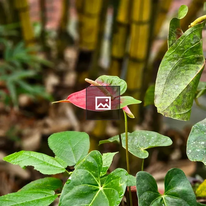 Anthurium Flower Side View