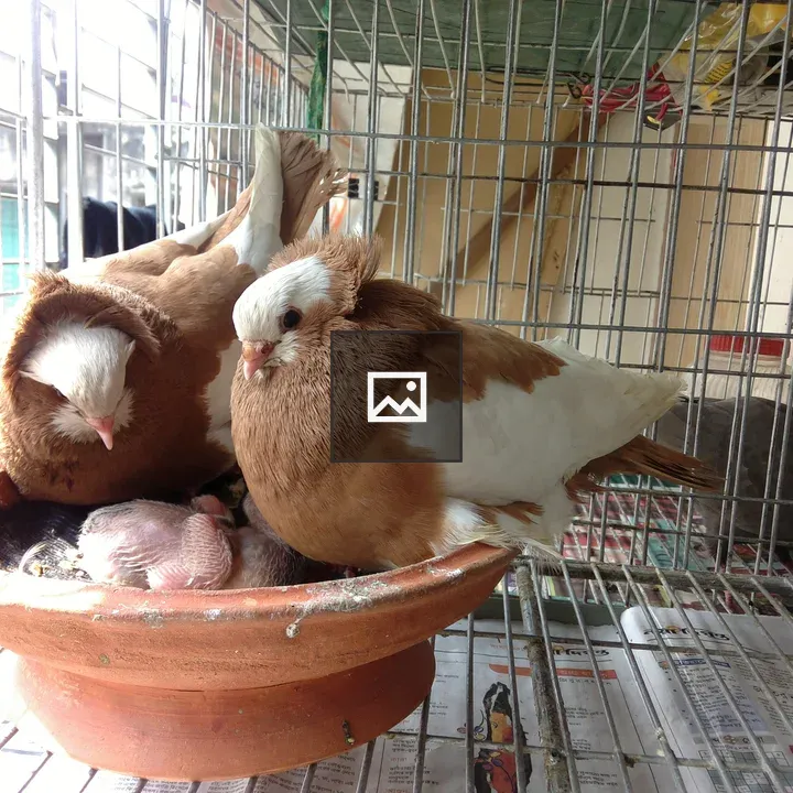 Pigeons in a Cage with Baby Nest