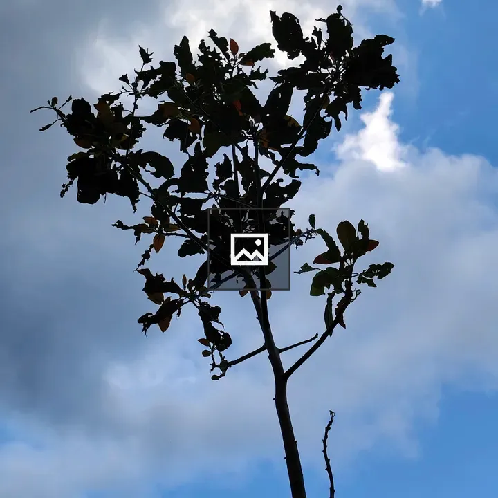 Silhouetted Tree Against Blue Sky